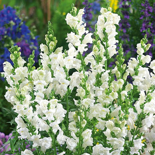 Snapdragon Snowflake - Elegant Flower Clusters, Exceptionally Pretty All Summer - Antirrhinum majus maximum - Premium Seeds