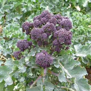 Brokkoli - Early Purple Sprouting - Frühe Sorte Für Den Saisonstart