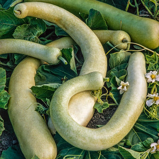 Calabash Sicilian Snake - Decorative Fruits for Autumn Displays - Lagenaria siceraria - Premium Seeds