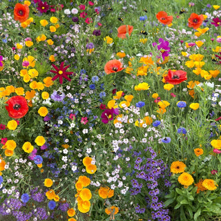 Bee Friendly - Plantes Mellifères Mélange - Mélange productif respectueux de la nature - Sachet géant - 1 kg - Graines Premium