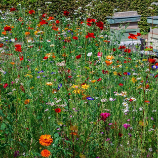 Bienenweide Mischung aus einjährigen und mehrjährigen Pflanzen für trockene Standorte - Blühfreudige Bienenfreundliche Blumenmischung - XXL-Packung - 100 g - Premium-Saatgut
