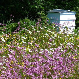 Bienenweide Mischung aus einjährigen und mehrjährigen Pflanzen für feuchte Standorte - Nektarpflanzen Für Feuchte Böden - Mega-Packung - 500 g - Premium-Saatgut
