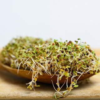 BIO Keimsprossen - Stängelkohl - Mild Würzig, Besonders Gesund - Premium-Saatgut
