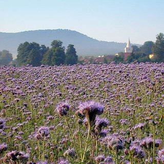 Phacelia - Perfekte Bodenverbesserung, Bienenfreundlich - Phacelia tanacetifolia - Mega-Packung - 1 kg - Premium-Saatgut