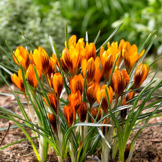 Krokus - Orange Monarch - Crocus - Einzigartiger Frühlingsbote - 10 Blumenzwiebeln