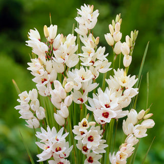 Ixia - Giant - Ixia - Begeistert durch subtile Eleganz - 25 Blumenzwiebeln