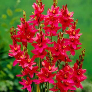 Ixia - Venus - Ixia - Intensiv dunkelrosa Blüten - 25 Blumenzwiebeln