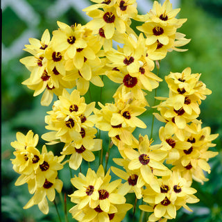 Ixia - Yellow Emperor - Ixia - Ideal für Töpfe und Beeteinfassungen - 25 Blumenzwiebeln
