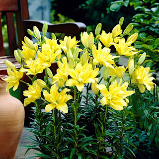 Gefüllte Asiatische Lilie - Fata Morgana - Lilium - Einfach zu kultivieren, frosthart