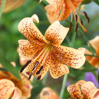 Lilien - Tiger Babies - Lilium - Cremefarbene Blütenblätter mit dunklem Akzent