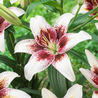 Asiatische Lilie - Tribal Kiss - Lilium - Große Blüten in Auffälliger Farbe