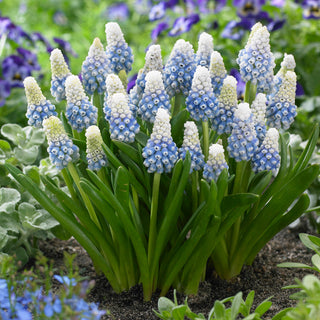 Traubenhyazinthe - Mountain Lady - Muscari - Einfache Möglichkeit für frühlingshafte Dekoration - 10 Blumenzwiebeln