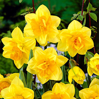 Gefüllte Narzisse - Apotheose - Narcissus - Intensive Farbe hellt den Garten auf - 5 Blumenzwiebeln