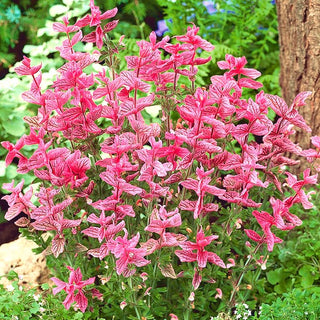 Buntschopfsalbei - Rosa - Wunderschöne Zierde Für Naturgärten - Salvia horminum