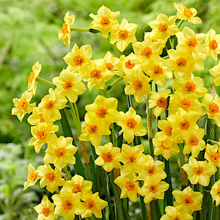 Narzisse - Falconet - Narcissus - Bildet eindrucksvolle kompakte Horste - 5 Blumenzwiebeln