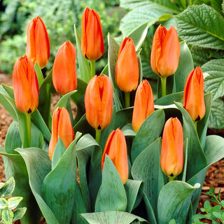 Greigii-Tulpe - Orange - Tulipa - Feurige Blüten im Beet - 5 Blumenzwiebeln