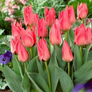 Greigii-Tulpe - Rosa - Tulipa - Niedrige Form, Auffällige Farbe - 5 Blumenzwiebeln