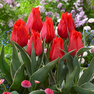 Greigii-Tulpe - Rot - Tulipa - Frühlingsglanz in kompakter Form - 5 Blumenzwiebeln