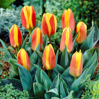 Greigii-Tulpe - Rot-Gelb - Tulipa - Lebendige Mischung niedriger Tulpen - 5 Blumenzwiebeln