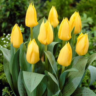 Greigii-Tulpe - Gelb - Tulipa - Erste Frühlingsboten - 5 Blumenzwiebeln