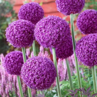 Riesen-Zierlauch - Ambassador - Allium - Imposante Violette Blüten