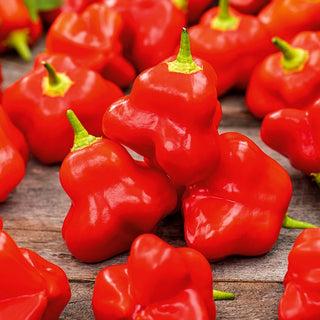 Chilli Pepper Okrasny Zvonek - Red, Spicy Bells, Perfect for Preserves and Decoration - Capsicum baccatum - Premium Seeds