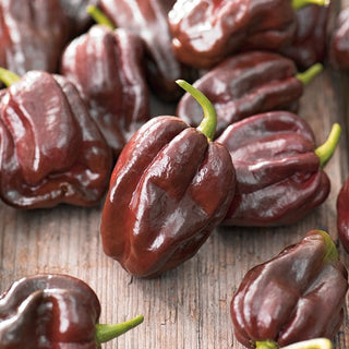Chili - Habanero Chocolate - Sehr Scharf, Rauchiges Aroma, Fruchtiger Geschmack - Premium-Saatgut