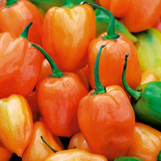 Chili - Habanero Orange - Sehr Scharf, Exotisch, Für Töpfe