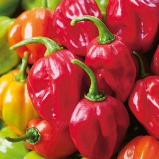 Chilli Pepper Habanero Red - Extreme Spiciness of 350,000 Scoville - Capsicum chinense - Premium Seeds
