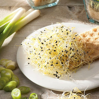 BIO Keimsprossen - Schnitt-Knoblauch - Für Frischkäse, Aufstriche, Salate