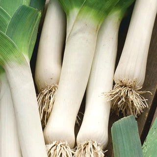 BIO Porree - De Carentan 2 - Zertifiziert biologisch, frostbeständig und lecker