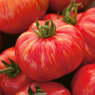 Tomato Duo - Super Productive, Juicy Red Fruits - Premium Seeds