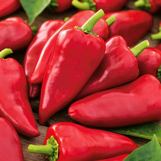 Sweet Pepper Sakura - Exceptionally Productive, Sweet Explosion of Flavour - Premium Seeds