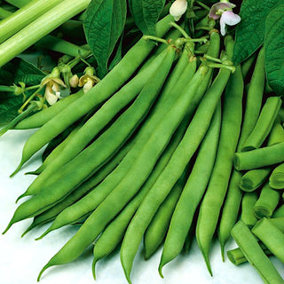 Buschbohne - Saxa - Von Gartenfreunden Empfohlene Sorte - Großpackung - 500 g