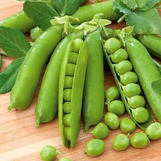 Climbing Pea Telefone Ana - Abundant Harvests, Gigantic Growth up to 2.5 m - Pisum sativum - Premium Seeds