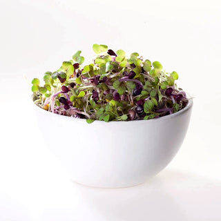 Keimsprossen - Schwarze Senf - Intensives Aroma, Natürlicher Antioxidant - Brassica nigra - Premium-Saatgut