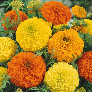 Tall African Marigold Mixed - Full Flowers in Warm Colours, Long Blooming Period - Tagetes erecta - Premium Seeds