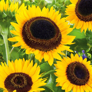 Sonnenblume - Taiyo - Klassische Schönheit, ideal für spektakuläre Blumensträuße - Helianthus annuus - Großpackung - 100 g