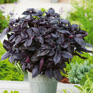 Basil Dark Opal - Red-Purple Leaves, Decorative and Tasty, Easy to Grow - Ocimum basilicum - Premium Seeds