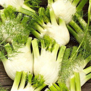 Fenchel - Doux De Florence - Aromatischer Fenchel - Foeniculum vulgare - Premium-Saatgut