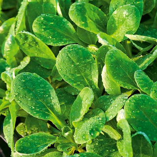 Feldsalat - d'Olanda a Seme Grosso - Beliebte Sorte, Nussiges Aroma, Kältetolerant - Valerianella locusta - Premium-Saatgut