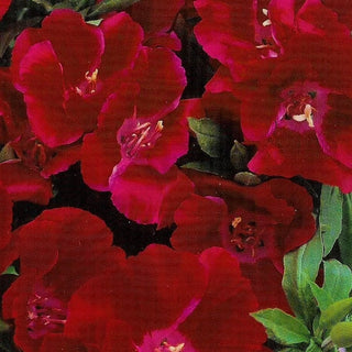 Sommerazalee - Meteor - Intensiver Karminroter Blüheffekt - Godetia grandiflora