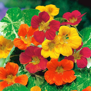 Große Kapuzinerkresse - Jewel of Africa - Kletternd, Kräftig Wüchsig, Zierende Blätter - Tropaeolum majus