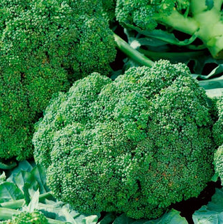 Brokkoli - Ramoso Calabrese - Italienische Ertragssorte Mit Großen Köpfen