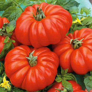 Tomato Costoluto Fiorentino - Productive Italian Variety, Sweet Aromatic Flesh - Premium Seeds