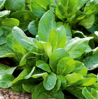 Feldsalat - Verte à Coeur Plein 2 - Zart, Frühreifend, Schneller Anbau - Valerianella locusta - Premium-Saatgut