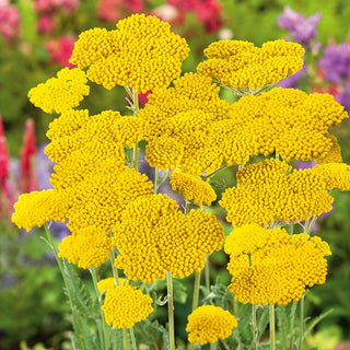 Yellow Yarrow - Delicate Fragrance, Extra Beautiful and Butterfly-Attracting - Achillea filipendulina - Premium Seeds