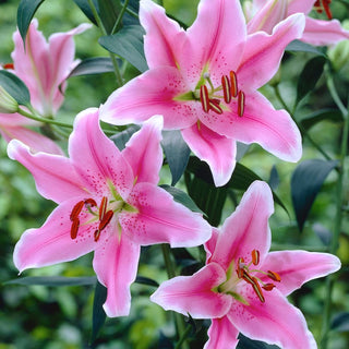 Lilien - Sorbonne - Lilium - Begeistert mit intensivem Duft