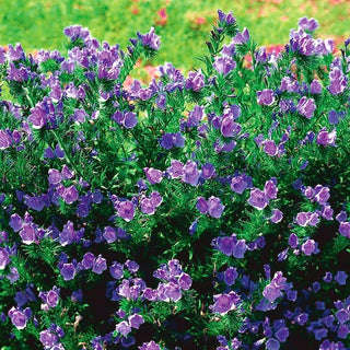 Natternkopf - Mischung - Bienenfreundlich, Schmetterlingsmagnet - Echium plantagineum - Großpackung - 100 g