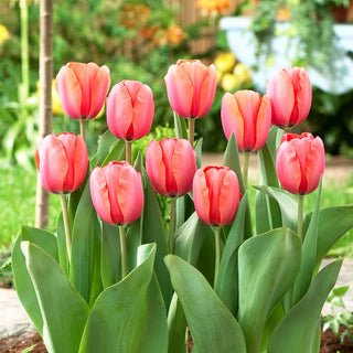 Tulpe - Apricot Impression - Tulipa - Hohe Kelche, eindrucksvolle Erscheinung - 5 Blumenzwiebeln